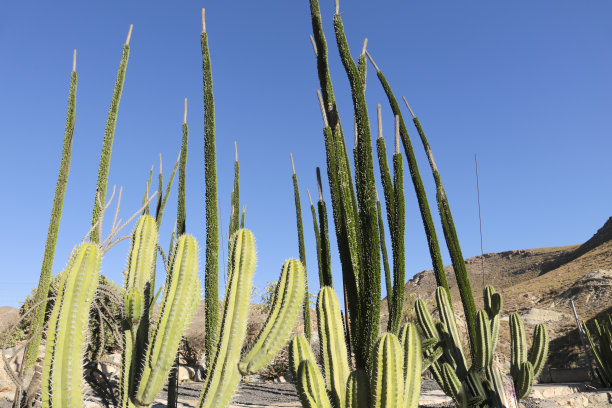 ocotillo