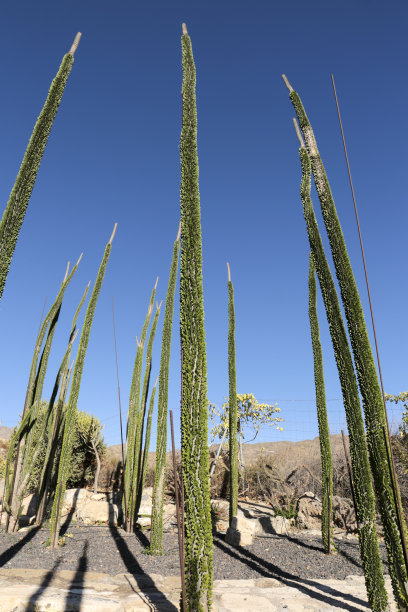 ocotillo