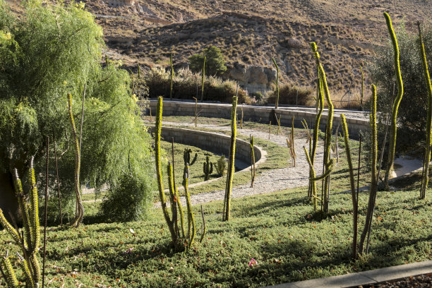 ocotillo
