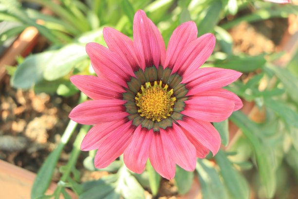 gazania