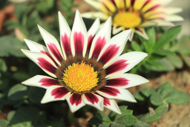 gazania