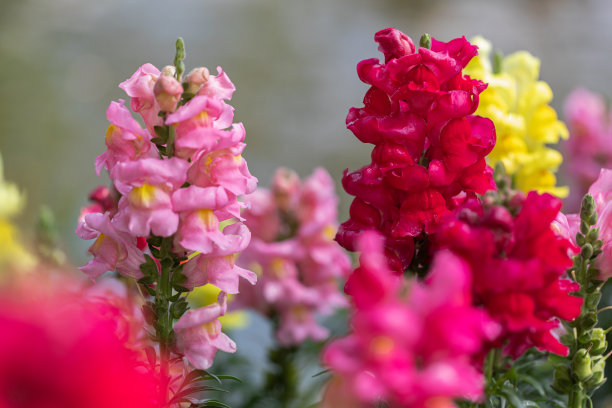 snapdragon