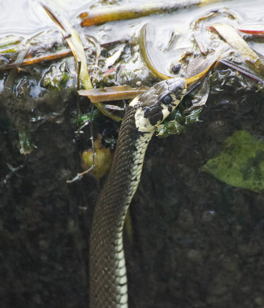 natrix