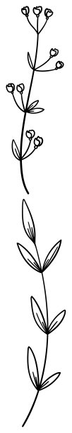 vegetation