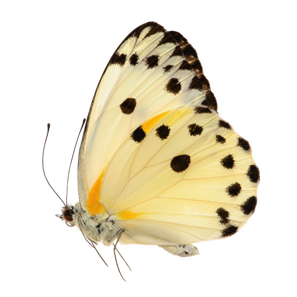 papilio