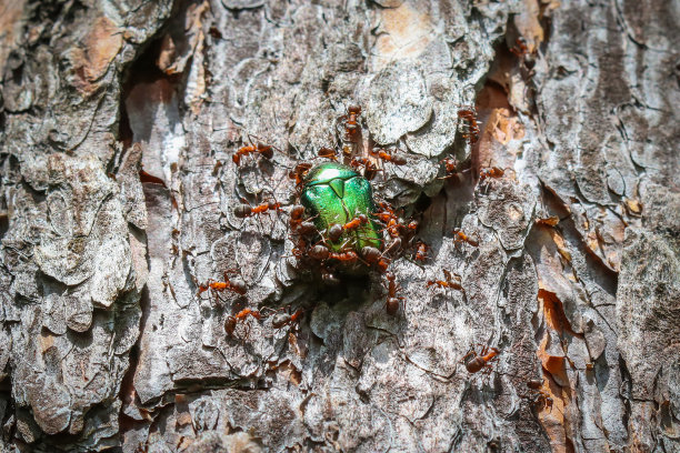 arthropod