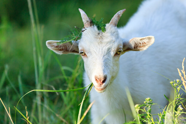 goat