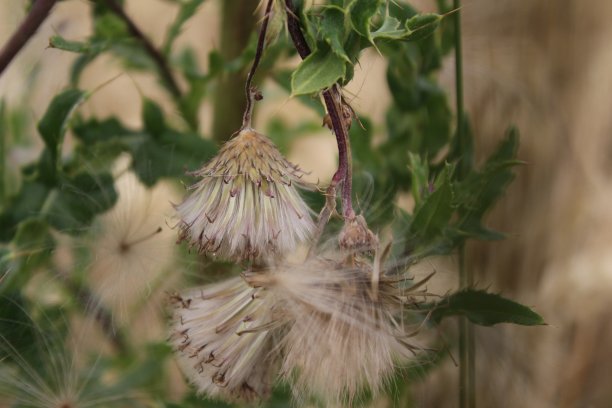 filipendula
