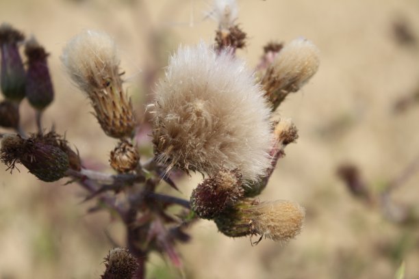 filipendula