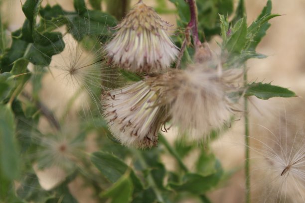 filipendula