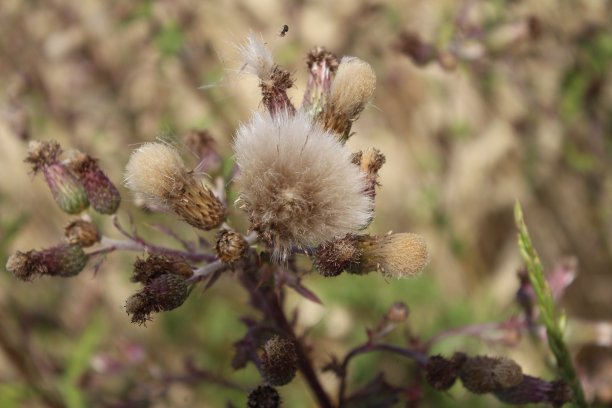 filipendula