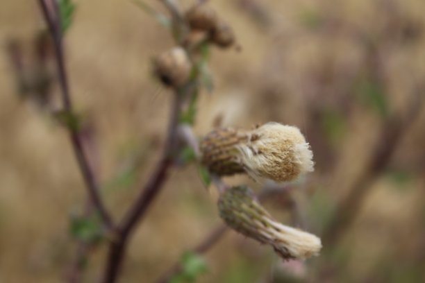 filipendula