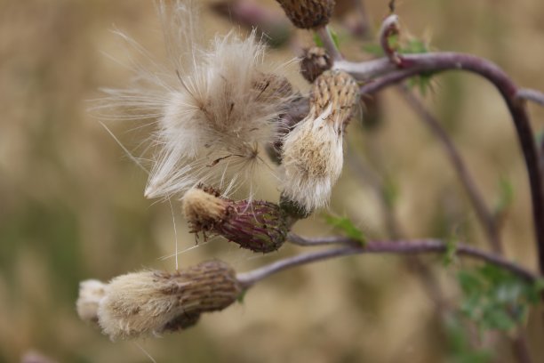 filipendula