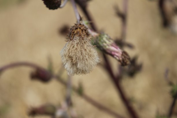 filipendula