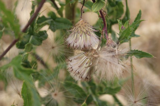 filipendula