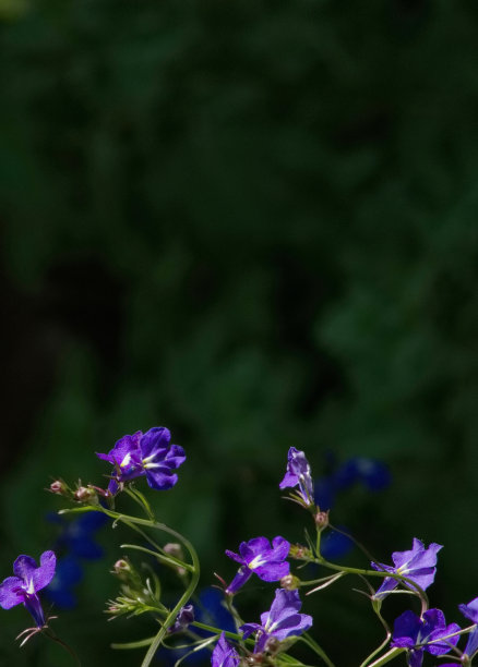 lobelia