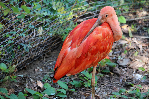 ibis