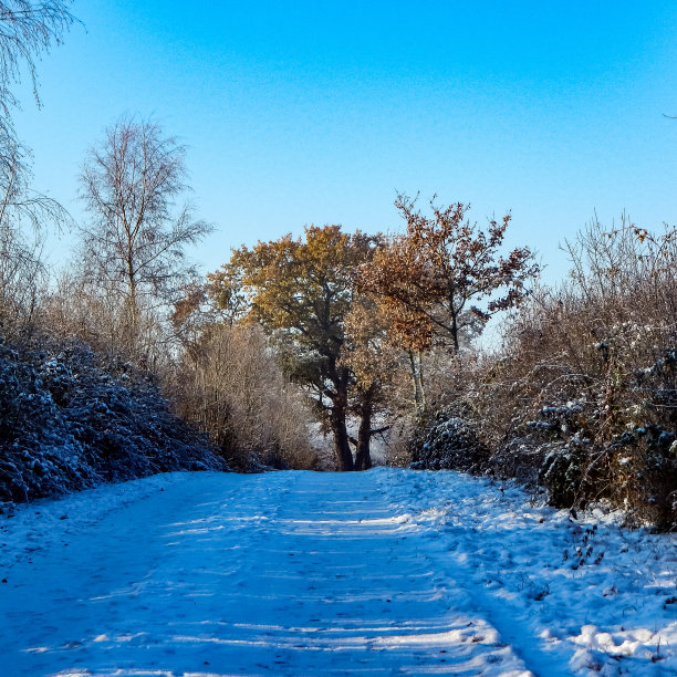 雪景雾凇