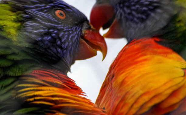 lorikeets