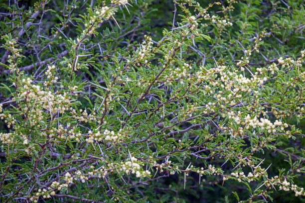bushveld
