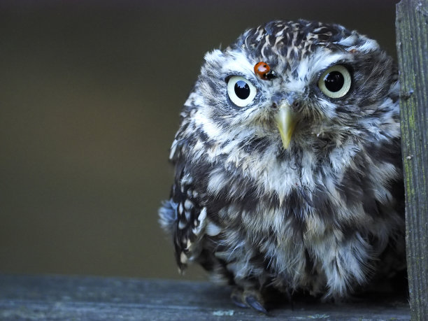 strix