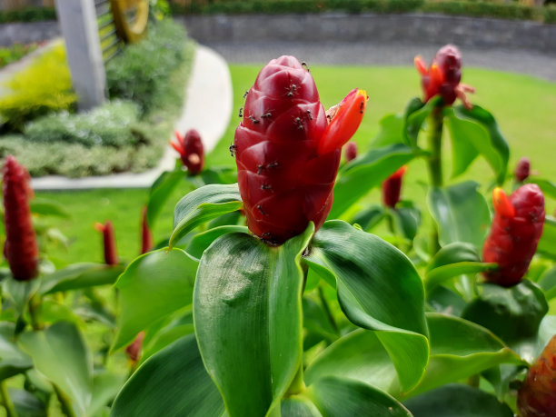 costus