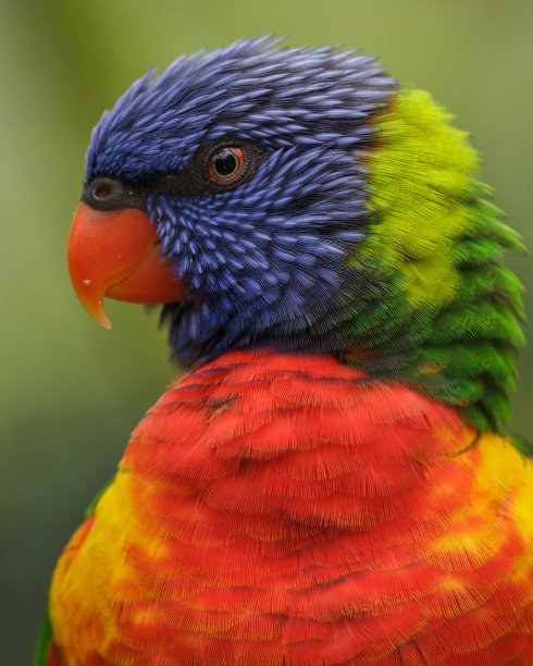 lorikeets