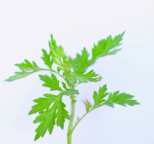 mugwort