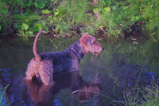 airedale