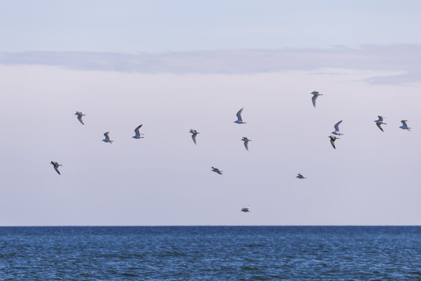 飞鸟蓝色大海壁纸