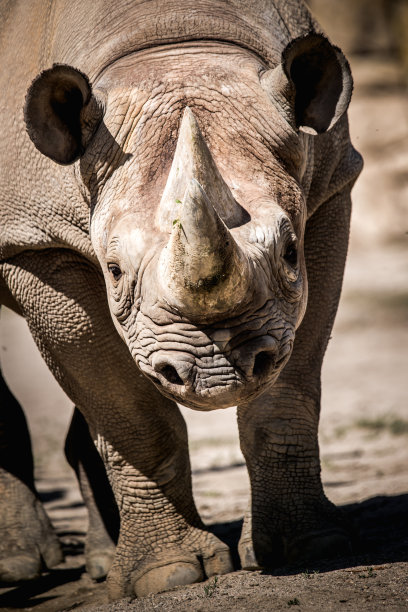 horned