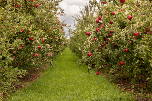 orchard