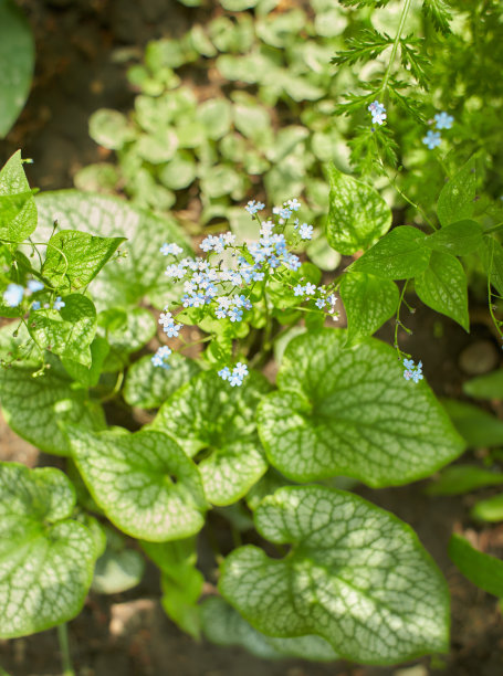 brunnera