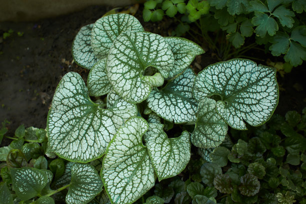 brunnera