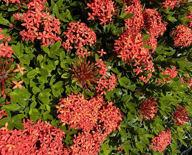 ixora