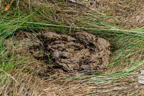 poo