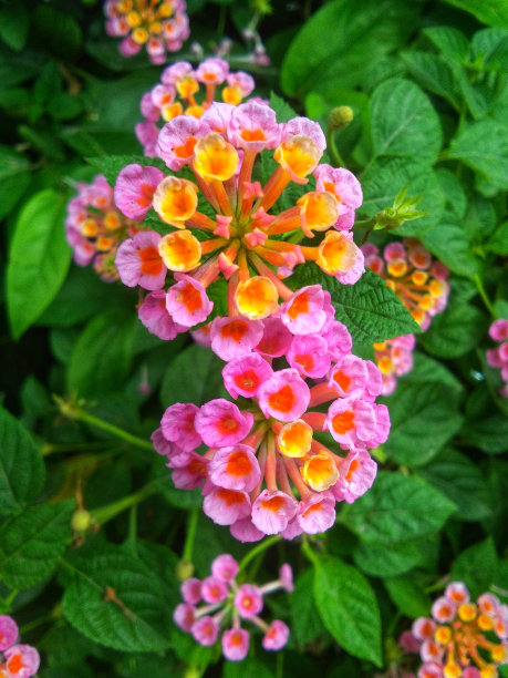 lantana