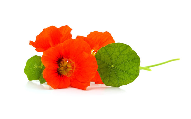 nasturtium