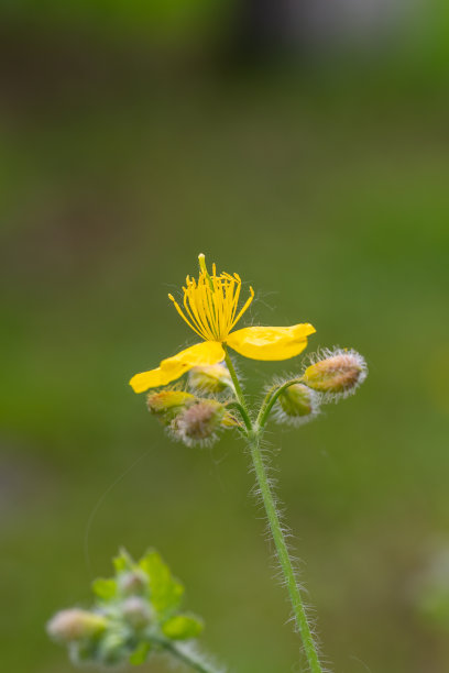 stamens