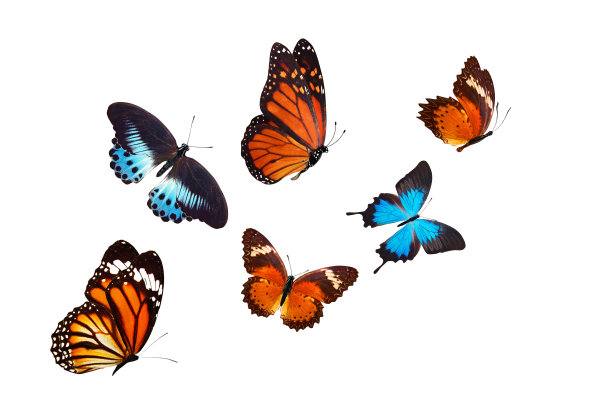 danaus