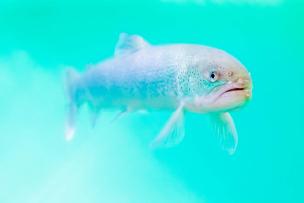 自然,鱼缸,水族馆