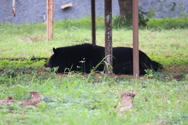 躺着的黑熊