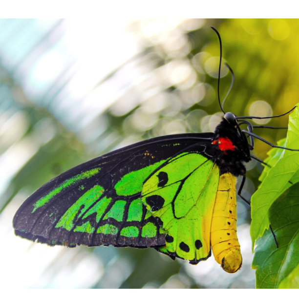ornithoptera