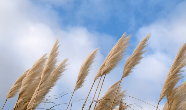 reed