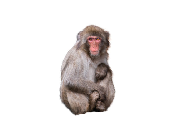 macaca