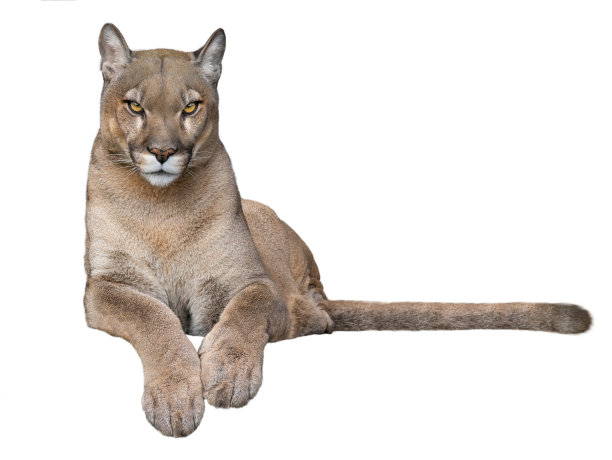 panthera