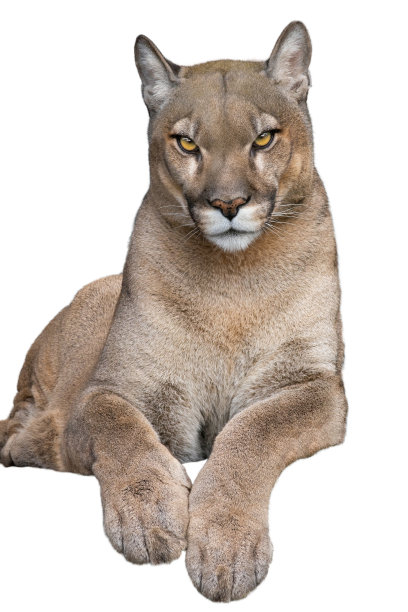 panthera