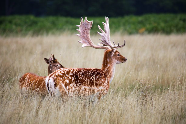 deer