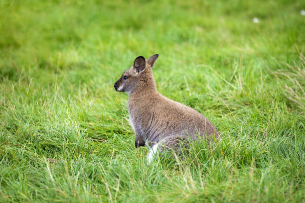 wallaroo