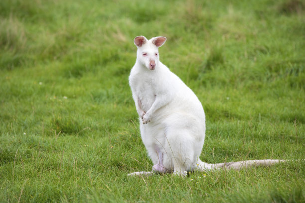 wallaroo